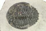 Bargain, Hollardops Trilobite - Ofaten, Morocco #254483-2